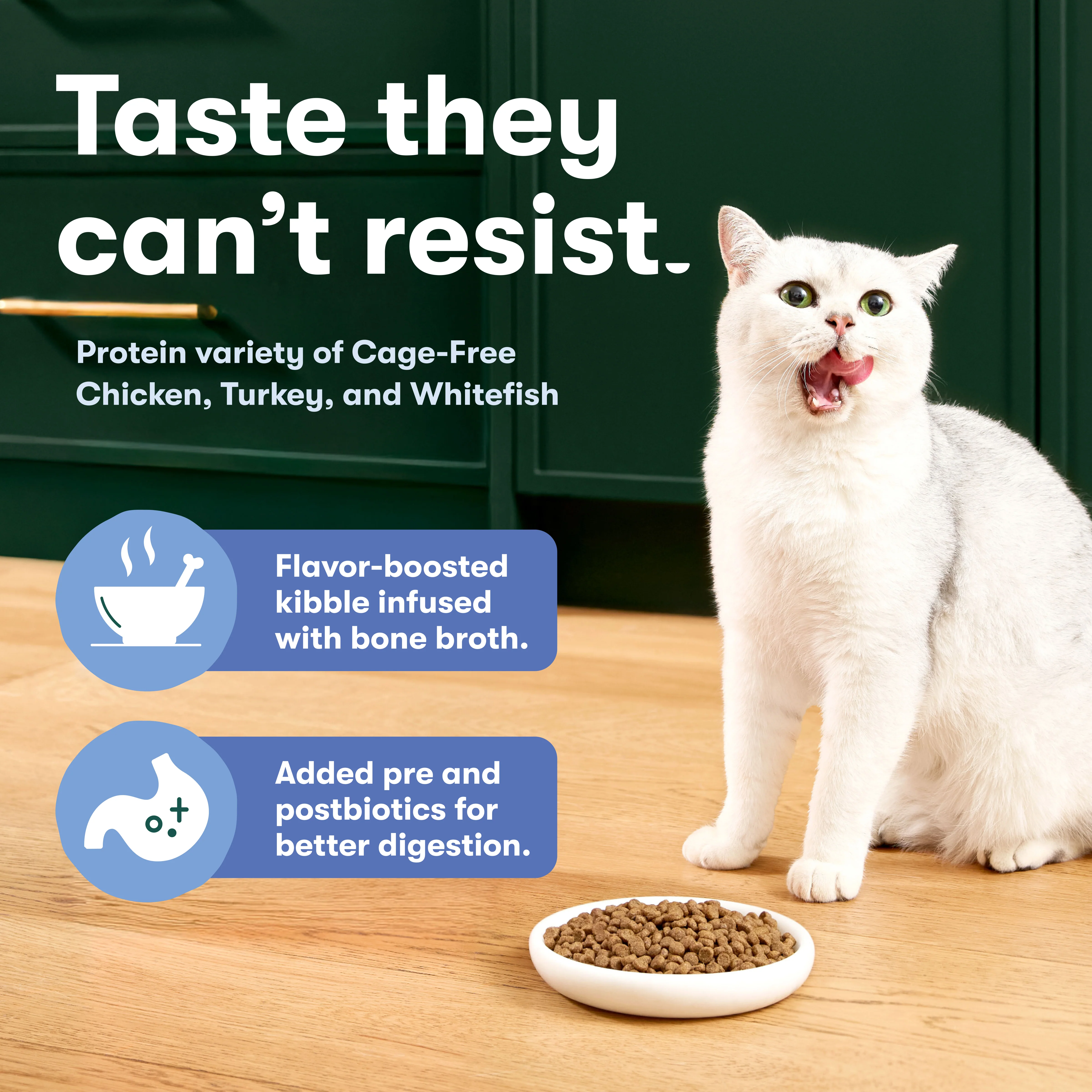 Indoor Cage-Free Chicken, Turkey, and Whitefish Dry Cat Food - Image 3